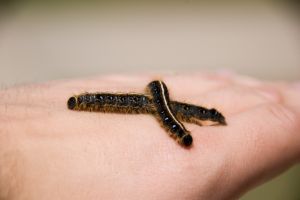 Caterpillar 1