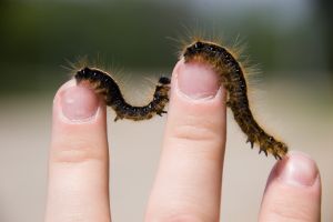Caterpillar 2