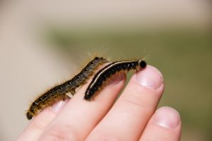 Caterpillar 3