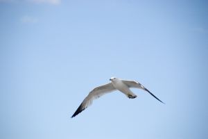 Bird 1