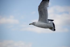 Bird 2