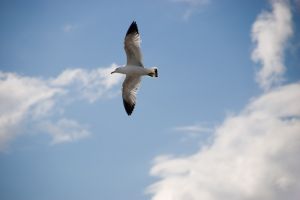 Bird 3