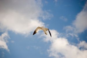 Bird 4